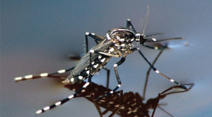 West Nile Virus: precauzioni stagionali